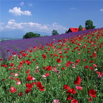 云开·全站APPkaiyun